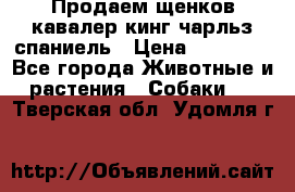 Продаем щенков кавалер кинг чарльз спаниель › Цена ­ 60 000 - Все города Животные и растения » Собаки   . Тверская обл.,Удомля г.